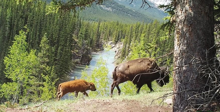 Des bisons réintroduits au parc national Banff se sont très bien ...
