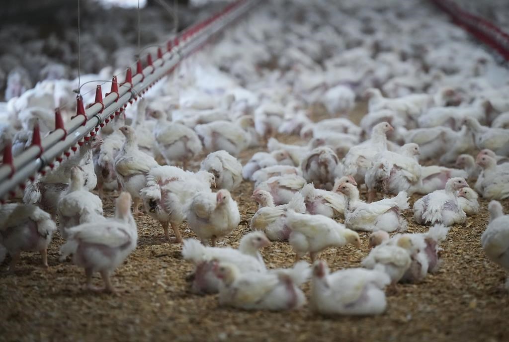 I timori dell’influenza aviaria devastano la Columbia Britannica: milioni di pollame a rischio