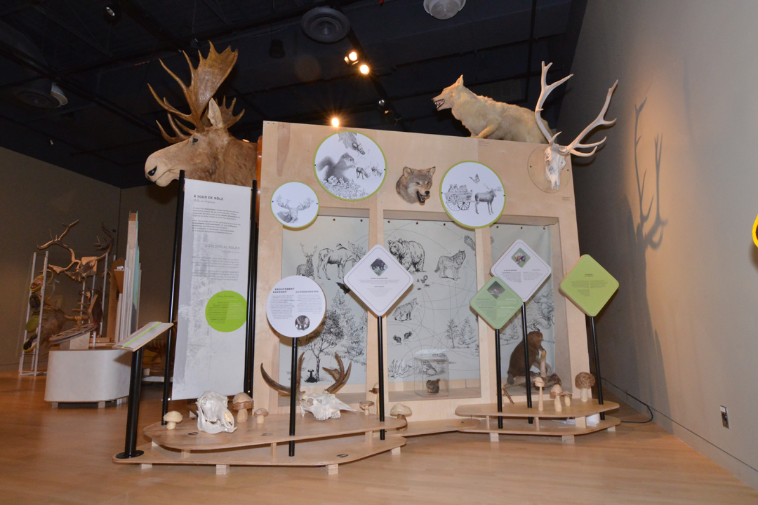 Paire D'emblèmes