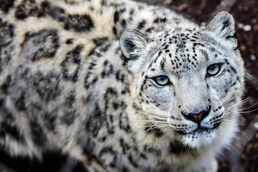A female snow leopard is pregnant at the Toronto Zoo.
