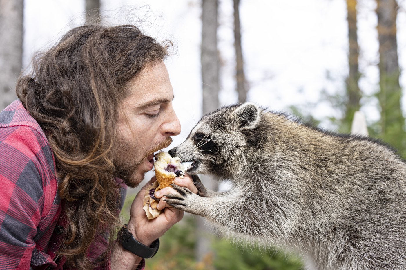 Louka Berman vaccinates pet raccoon while evading officers