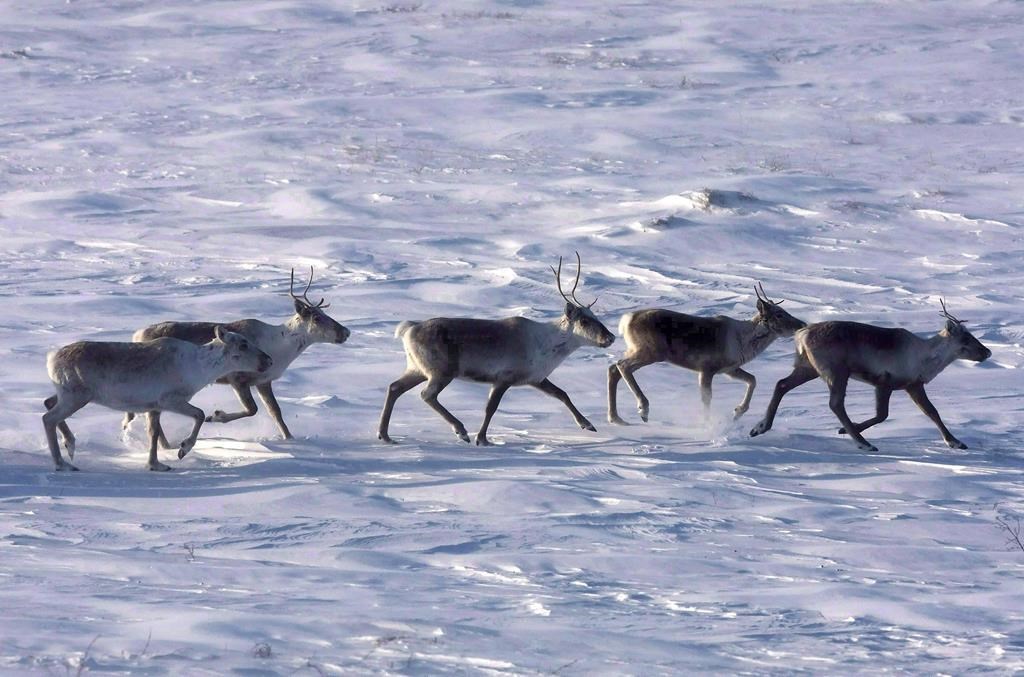 Guilbeault demande de mettre en place un décret pour protéger le caribou au Québec